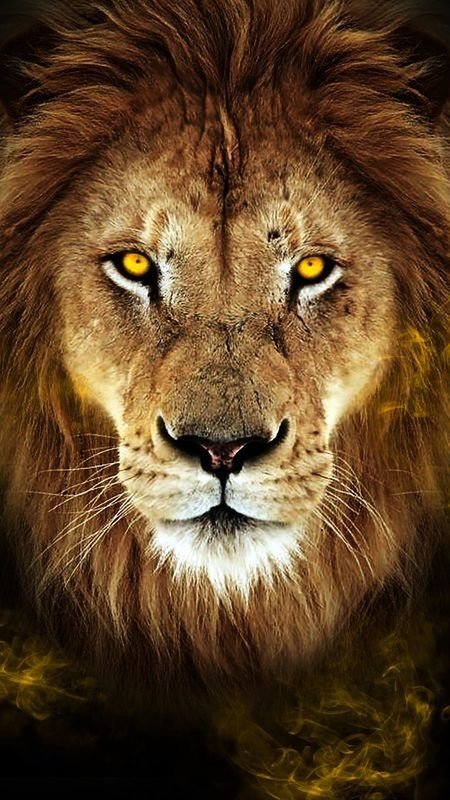 Lion Images