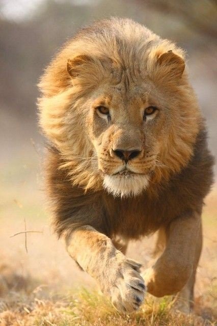 Lion Images