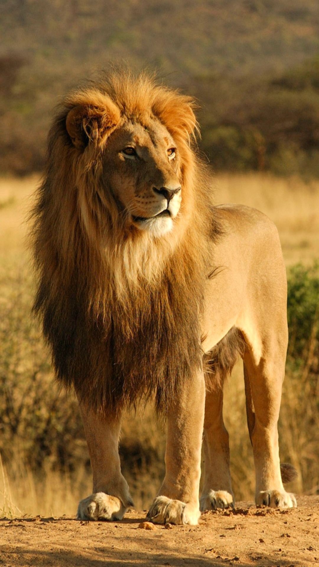 Lion Images