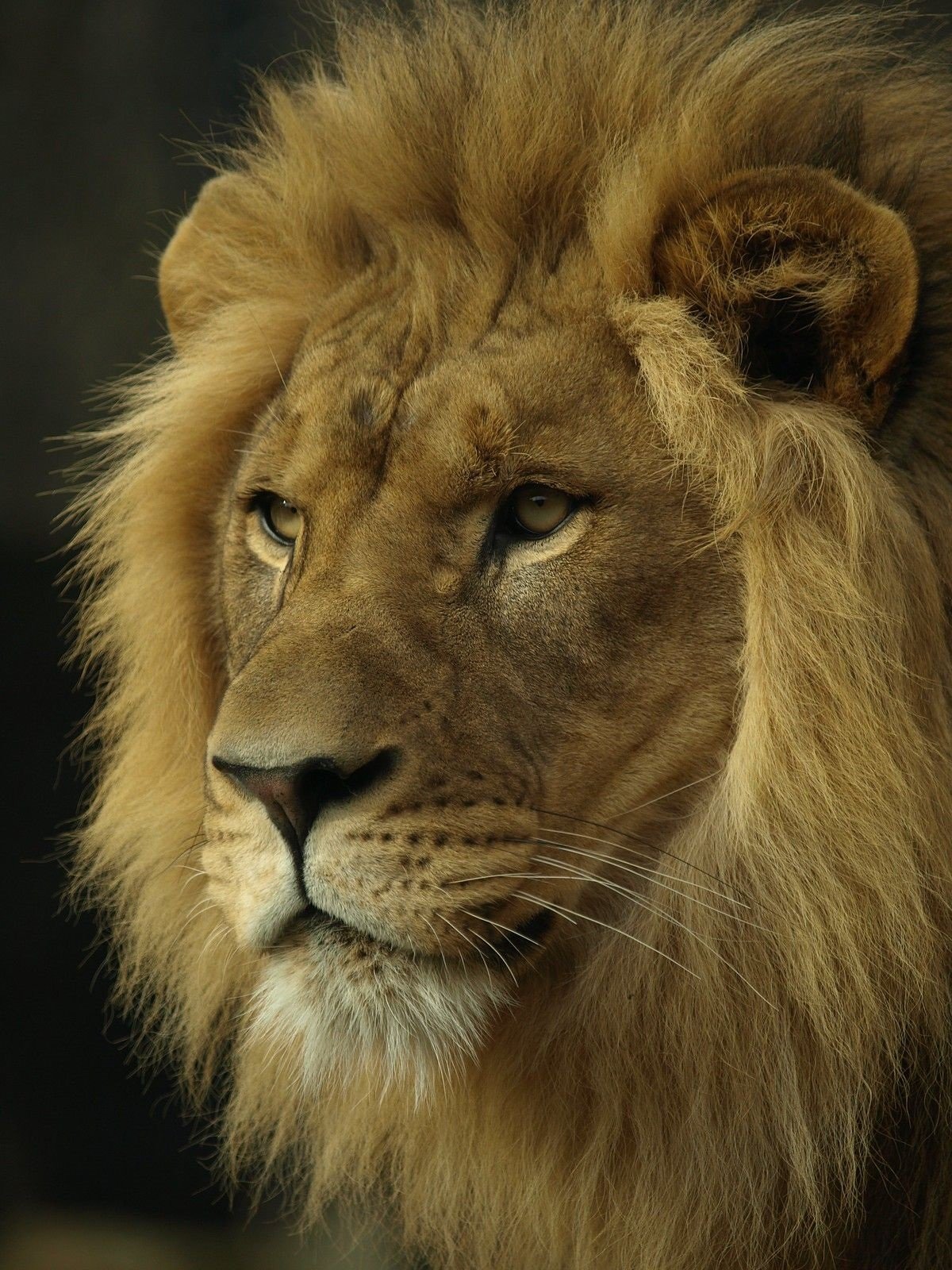 Lion Images