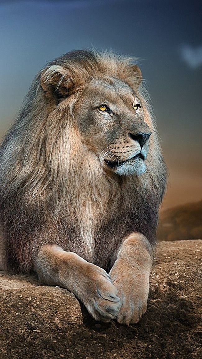 Lion Images