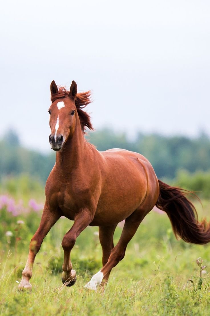 Horse Images