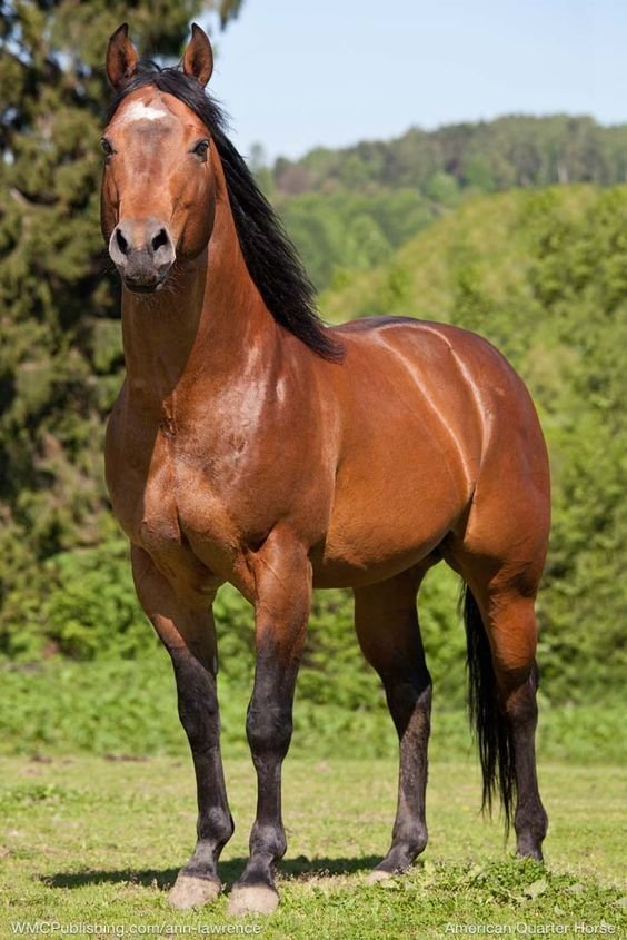 Horse Images