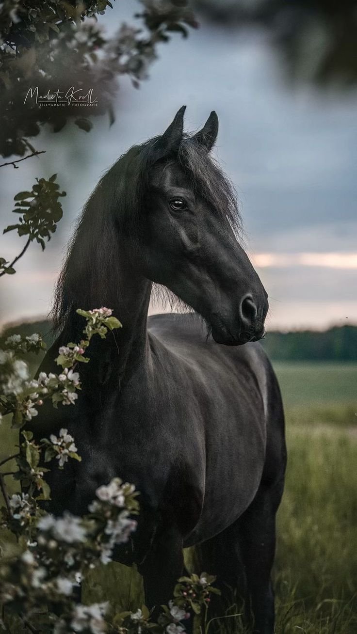 Horse Images