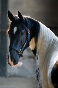 Horse Images