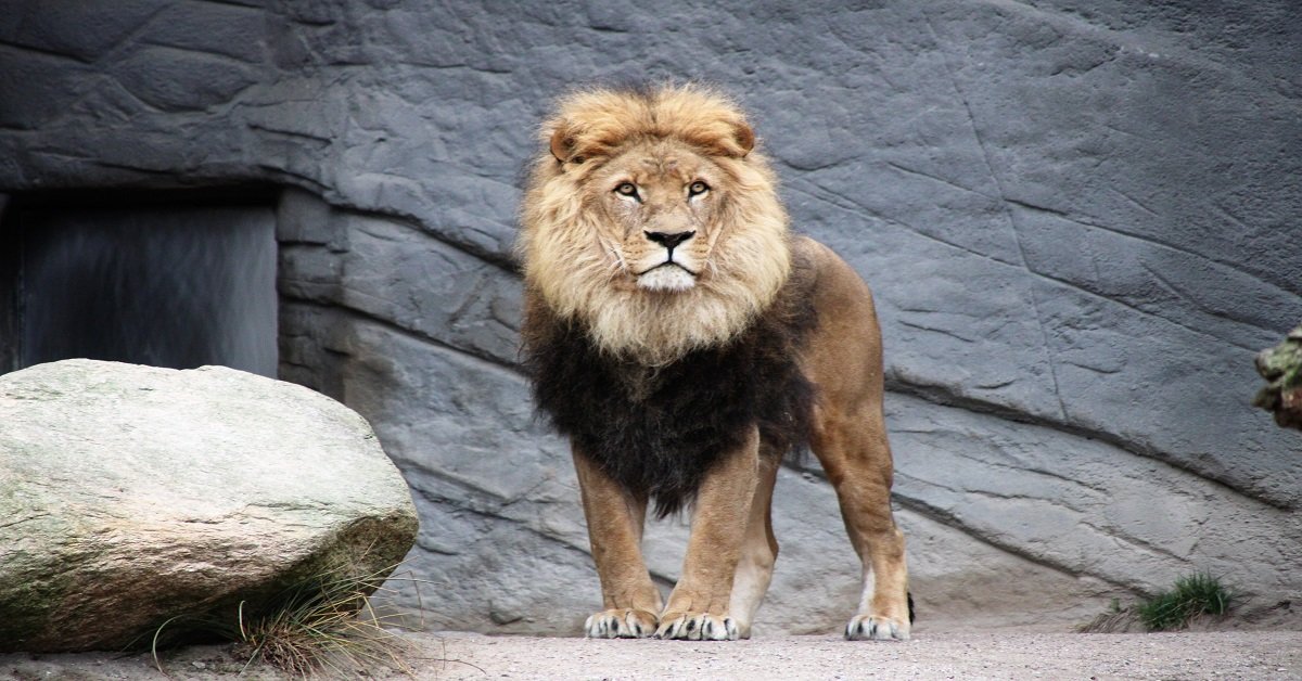 Lion Images