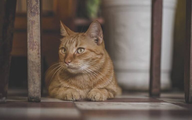 ترکیہ میں بلی کے قاتل کو جلد رہا کیا گیا تو لوگوں نے اتنا احتجاج کیا کہ مجرم کو پھر سے سزا ہو گئی