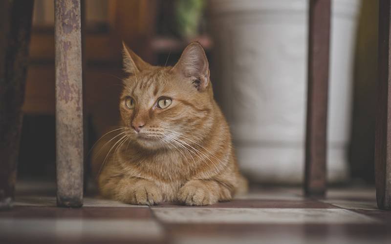 ترکیہ میں بلی کے قاتل کو جلد رہا کیا گیا تو لوگوں نے اتنا احتجاج کیا کہ مجرم کو پھر سے سزا ہو گئی